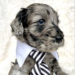 Baron - Merle male Goldendoodle puppy in Holly Springs, Georgia from Libby Lou’s Goldendoodles