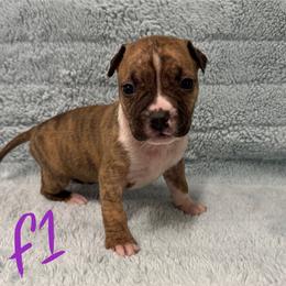 Girl 1 - Red brindle female American Pit Bull Terrier puppy in Nine Mile Falls, Washington from Bartin Kennels