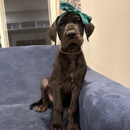 Daphne - Black female Great Dane puppy in Westland, Michigan from Lazuli Great Danes