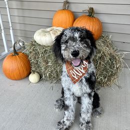Bernedoodle and Goldendoodle All Grown Up from A.N.A. Doodles