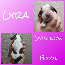 Lyra - Liver white and roan female English Springer Spaniel puppy in Florida from Thunderbird Springers