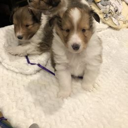 Shetland Sheepdog Puppies from BellaRose Shelties