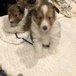 Shetland Sheepdog Puppies from BellaRose Shelties