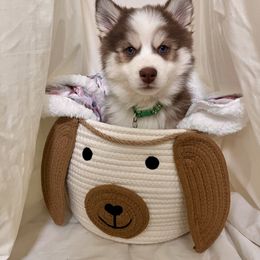 Pomsky Puppies from Royal Palm Pomskies