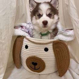 Pomsky Puppies from Royal Palm Pomskies