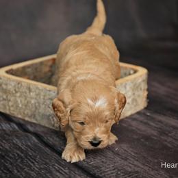 Luke - male - Apricot Goldendoodle puppy in Lyman, Wyoming from Sweet Oakley Doodles