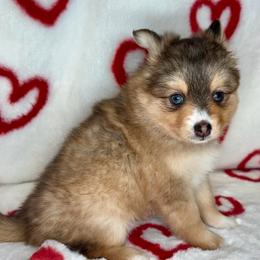 Heidi - Wolf sable female Pomsky puppy in Michigan from Blue Water Pomskies