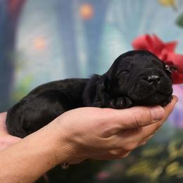 Chai - Black female Goldendoodle puppy in Springfield, Oregon from Oregon's Oodles of poodles & doodles