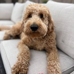 Goldendoodle All Grown Up from Goldendoodle AZ