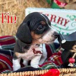 Griffin - Piebald male Dachshund puppy in Seguin, Texas from Good Neighbor Ranch Dachshunds