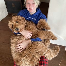 Australian Labradoodle Puppies from Starlight Ridge Australian Labradoodles