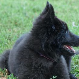 Girl 1 - Belgian Sheepdog puppy from Alouette Belgians