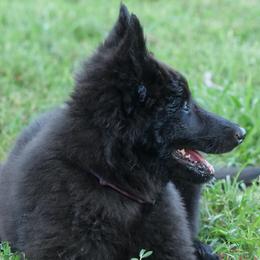 Girl 1 - Belgian Sheepdog puppy from Alouette Belgians