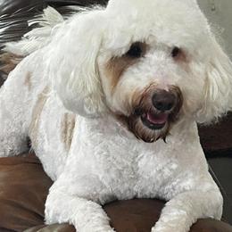Sadie - Parti female Goldendoodle puppy in Austin, Texas from Austin Doodles & Poodles