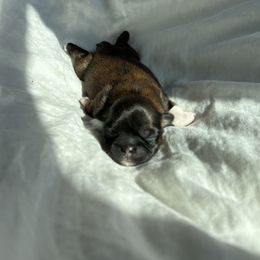 Mickey Mouse - Brindle male Shih Tzu puppy in Las Vegas, Nevada from Vegas Shih Tzus
