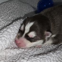 Siberian Husky Puppies from Anuun's Huskies