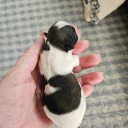 Shihpoo and Shih Tzu Puppies from The Luckie Puppy