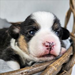 Poppy - Black and tan female American Corgi puppy in Taylorsville, North Carolina from America's Red White and Bluie Corgis