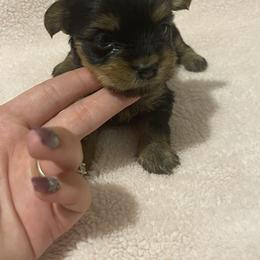 Yorkshire Terrier Puppies from Southern Sweetheart Kennels