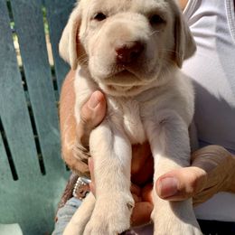 Labrador Retriever Puppies from The Sugar & Spice Ranch Labrador Retrievers