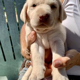 Labrador Retriever Puppies from The Sugar & Spice Ranch Labrador Retrievers