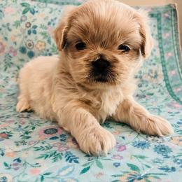 Polar bear - Cream and white male Shih Tzu puppy in Hawthorne, Florida from Simply Southern Shihtzus