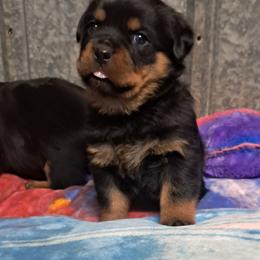 Boy 3 - Black and mahogany male Rottweiler puppy in De Witt, Iowa from Irish Eyes Kennels