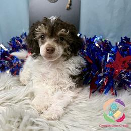 Funshine Bear - Phantom male Poodle puppy in Bowman, Georgia from Companion Creek Farm