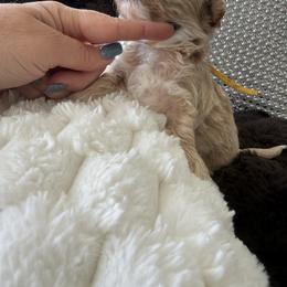 Yellow collar ( sangria litter) - Red male Maltipoo puppy in Fredericktown, Missouri from Doodle Pups Fur-Ever