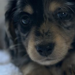 Dachshunds from Doxie Bunch