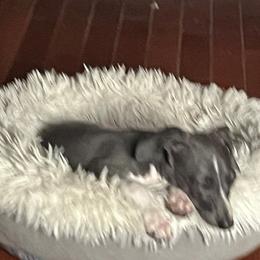 Italian Greyhound Puppies from Fisher Link