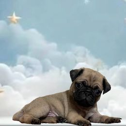 Buzz - Fawn male Pug puppy in Winter Haven, Florida from Precious Paws