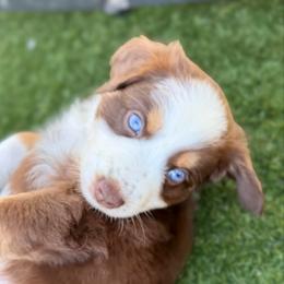 Biscuit Jr. - Red tri-color male Australian Shepherd puppy in Ramona, California from Blue Moon Aussies
