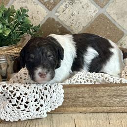 Elizabeth - Tri-color female Bernedoodle puppy in Bells, North Carolina from Neighborhood Poodles & Doodles