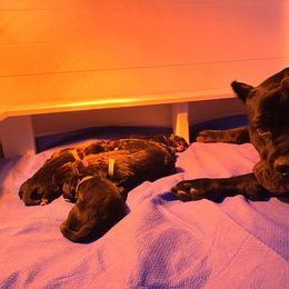 Cane Corso Puppies from Royal Class Kennels