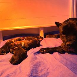 Cane Corso Puppies from Royal Class Kennels