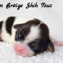 AKC Tri-Color Male - Tricolor male Shih Tzu puppy in Middle Grove, New York from Beirin Breige Shih Tzus