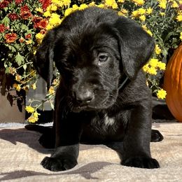 Black Boy Green Collar - Black male Labrador Retriever puppy in Ozark, Arkansas from Middle Ridge Retrievers