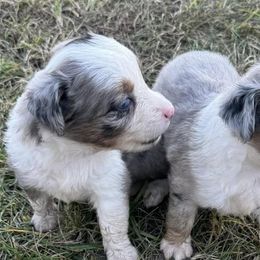 Miniature Australian Shepherds and Pembroke Welsh Corgis from Geri's Dogs
