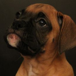 Boxers from Treasure Chest Boxers