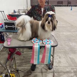 Gambler - Shih Tzu