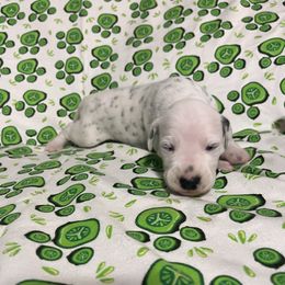 Opal - White and black female Dalmatian puppy in Claremore, Oklahoma from Lotsofdots Dalmatians