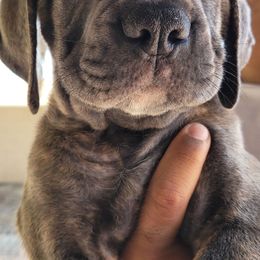 1 - Gray brindle male Cane Corso puppy in Scottsdale, Arizona from Marcus Attilius Cane Corso