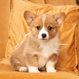 Sweetie Pie - White and red female Pembroke Welsh Corgi puppy in Keene, Texas from Texas Fluff Butts and Friends
