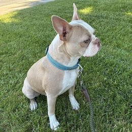 Tupi - Boston Terrier