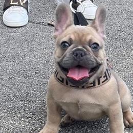 French Bulldogs from RnR's French Bulldogs