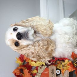 Kyah - Cocker Spaniel