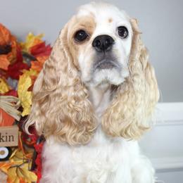 Kyah - Cocker Spaniel
