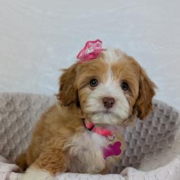 Aussiedoodle Puppies from The Cuddly Dood Ranch