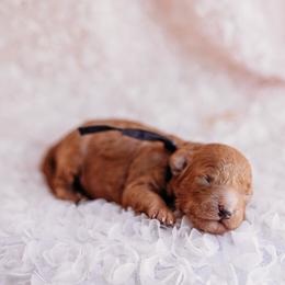 Black - Red  male Poodle puppy in Las Vegas, Nevada from Vegas Toy Poodles